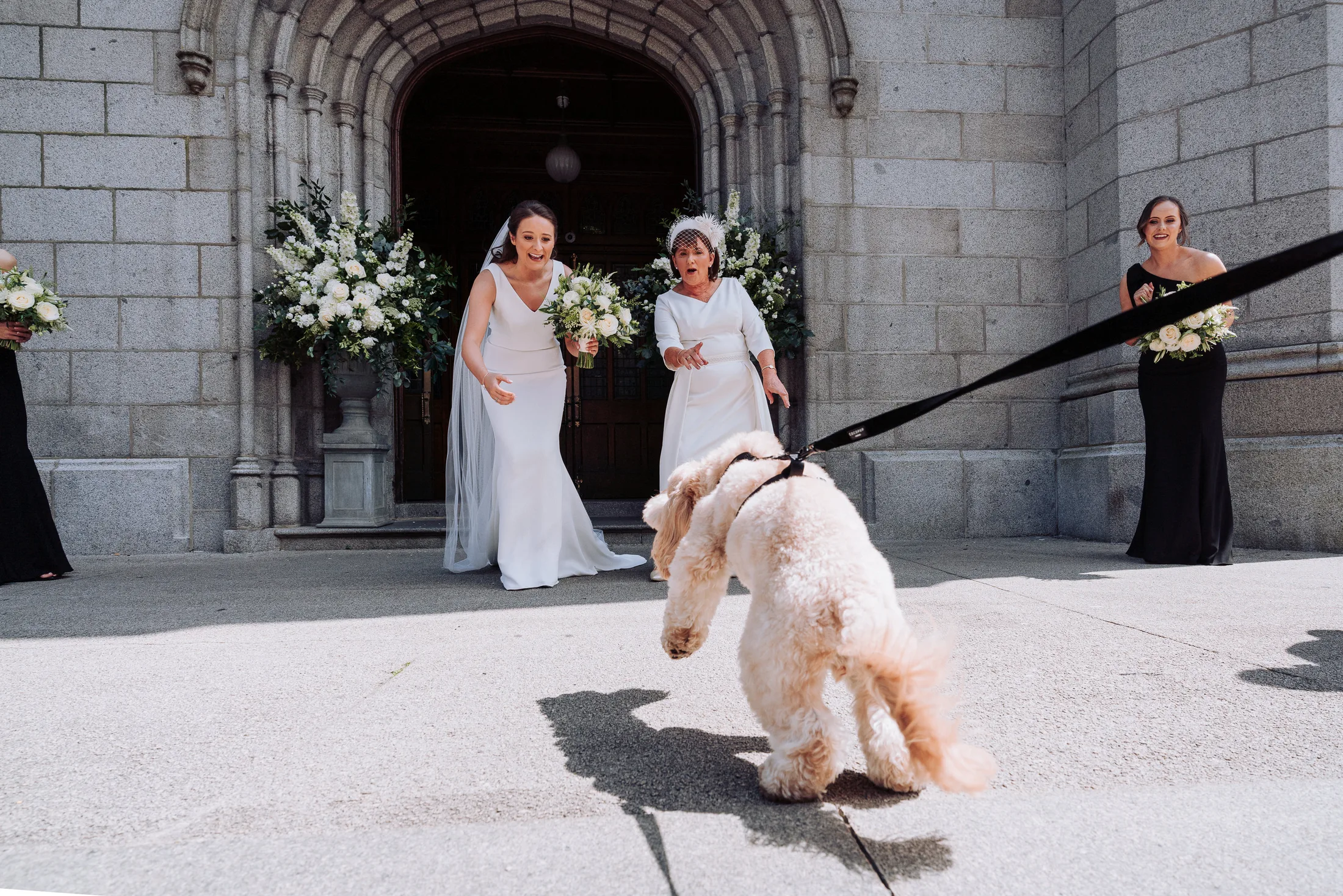 Excited dog sees bride newry cathedral